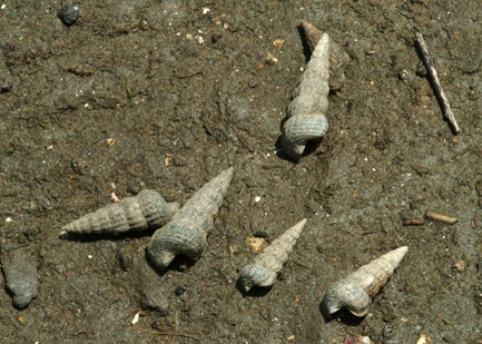 California Horn Snails, Photo: http://nathistoc.bio.uci.edu/Molluscs/Cerithidea.htm