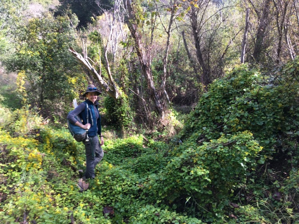 Kirsten Sheehy, Research technician at the UCSB RIVRLAB inspecting the best place for the first release of the biocontrol agents- the gall-forming flies